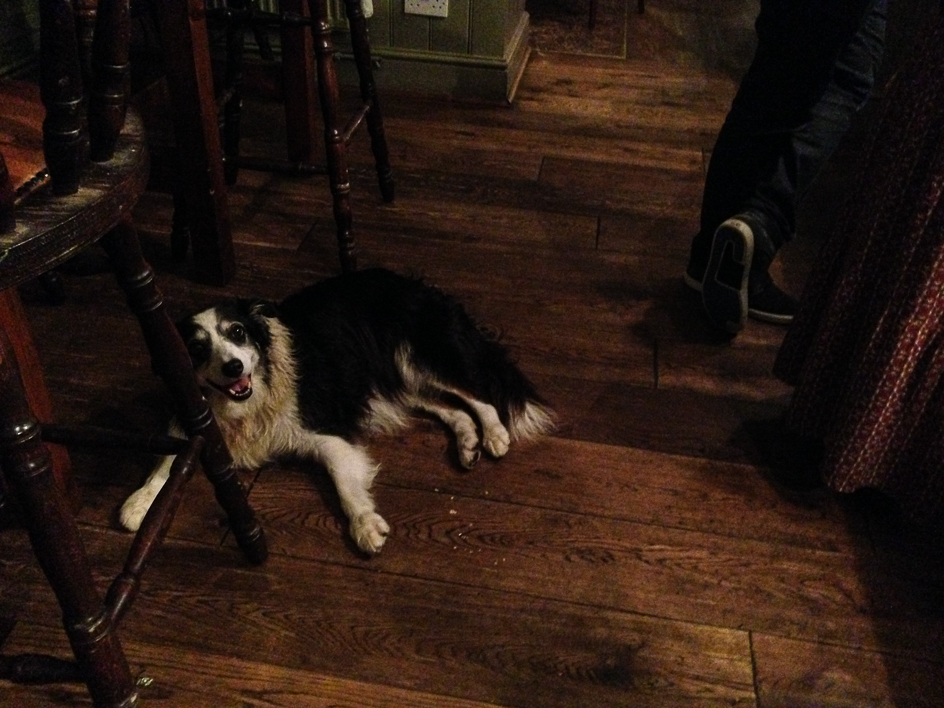 Dog in pub - how it should be.