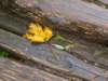 yellowautumnleafonground5_small.jpg