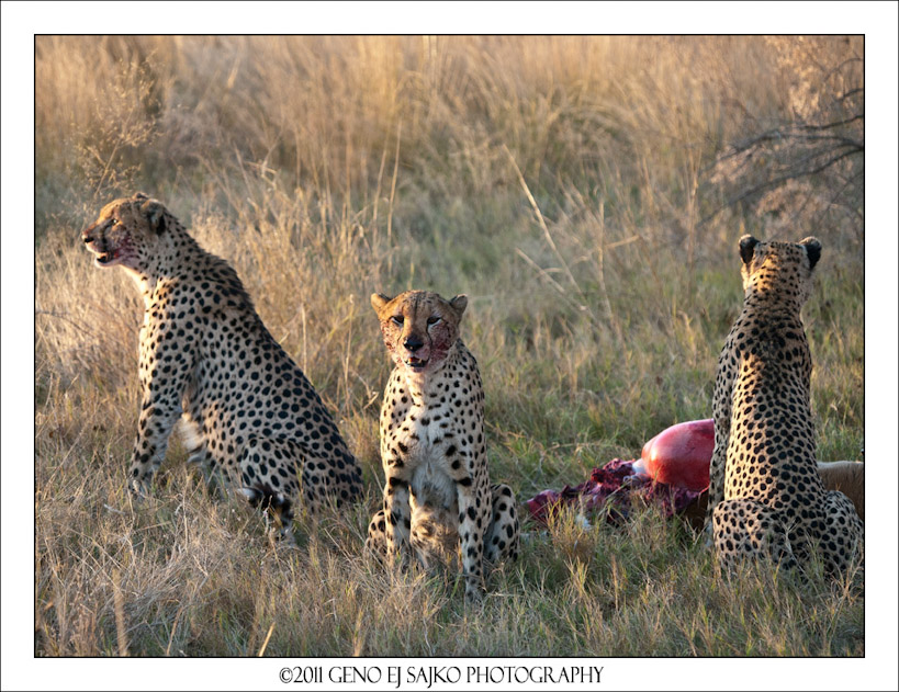 Cheetahs