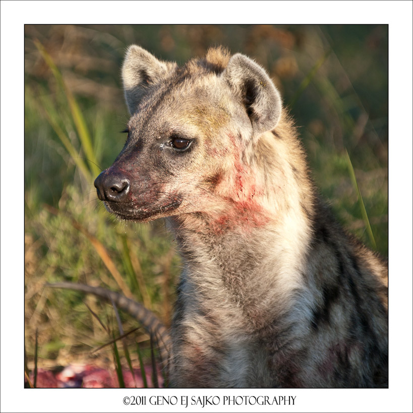 Hyena