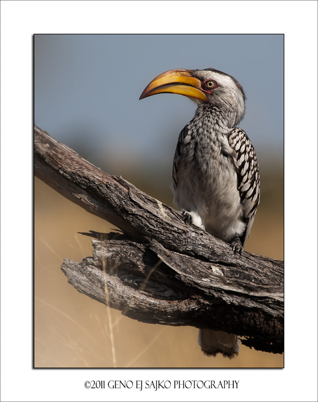 Yellow-billed horn bill