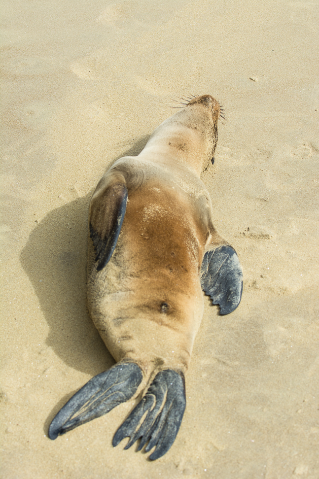 Nudist beach for sea Lions