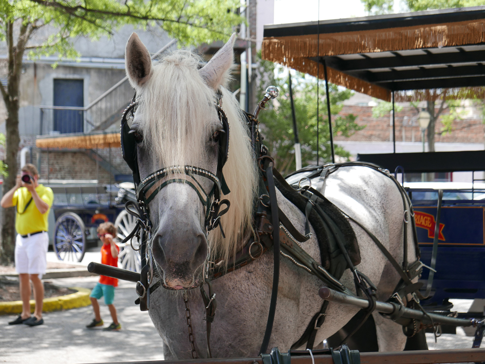 Miley - our horse for Lisa and my ride...